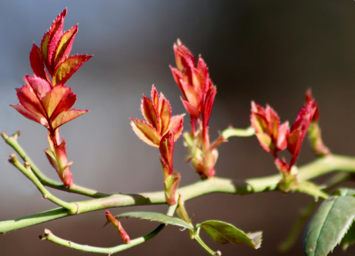 發(fā)芽后的玫瑰如何護(hù)理？掌握這幾點(diǎn)，開(kāi)花才旺盛！(圖1)