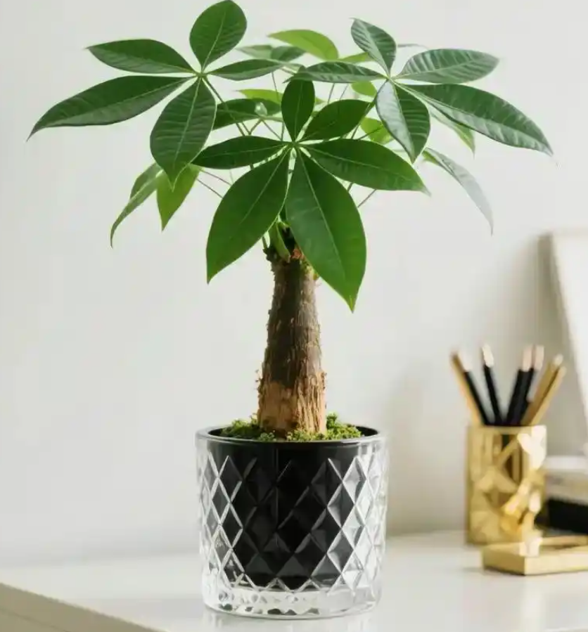養天堂鳥別亂換盆！多大的花盆才剛剛好？(圖1)