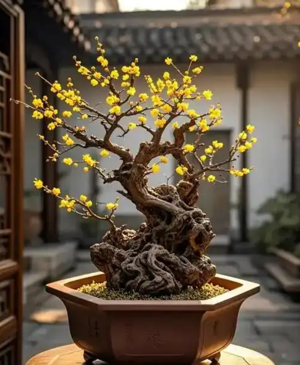 冬天想養(yǎng)臘梅？培育方法與注意事項一次說清！(圖1)